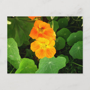 Cartão Postal Nasturtium