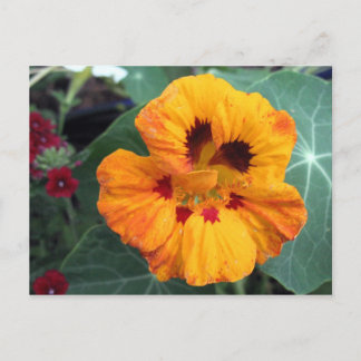 Cartão Postal Nasturtium Amarelo-Laranja Intenso