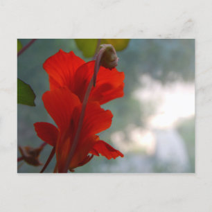 Cartão Postal Nasturtium Blooms