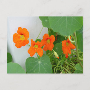 Cartão Postal Nasturtium Blooms