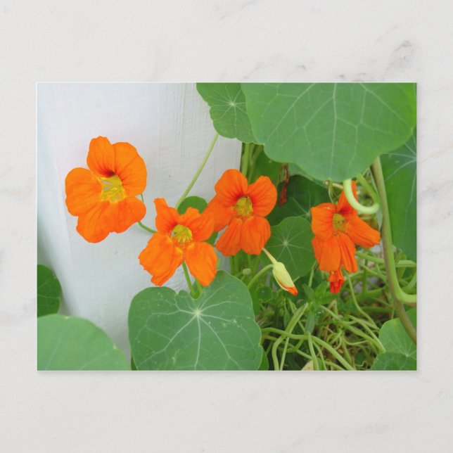 Cartão Postal Nasturtium Blooms (Frente)