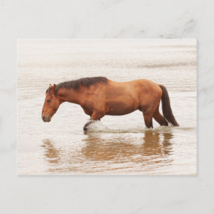 Cartão Postal Natação da manhã para um cavalo