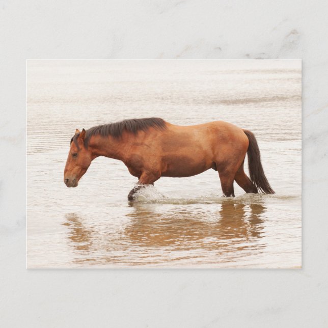 Cartão Postal Natação da manhã para um cavalo (Frente)