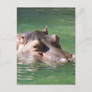 Cartão Postal Natação do Hippopotamus na superfície