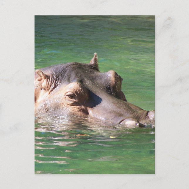 Cartão Postal Natação do Hippopotamus na superfície (Frente)