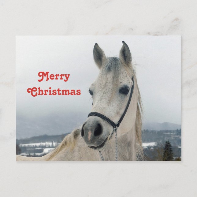 Cartão Postal Natal bonito para Cavalo Branco (Frente)