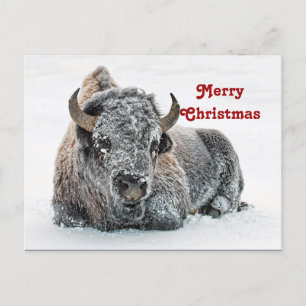 Cartão Postal Natal da Wildlife Buffalo Snow