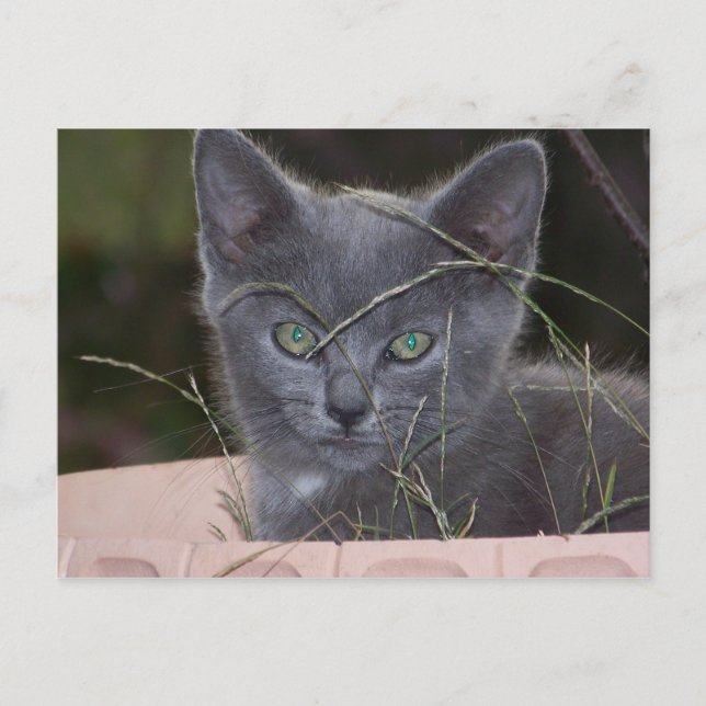 Cartão Postal Natasha Hiding (Frente)