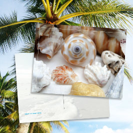 Cartão Postal Natica Jewel Box Kitten's Paw Conchas Postcard