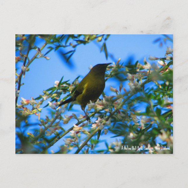 Cartão postal, Native Bell Bird, Nova Zelândia (Frente)