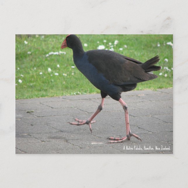 Cartão postal, Native Pukeko, Hamilton, Nova Zelân (Frente)