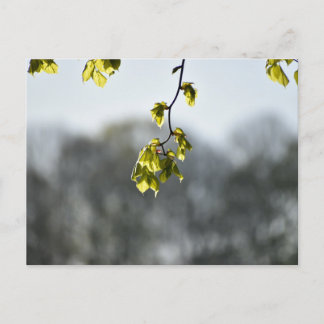 Cartão Postal Nature 