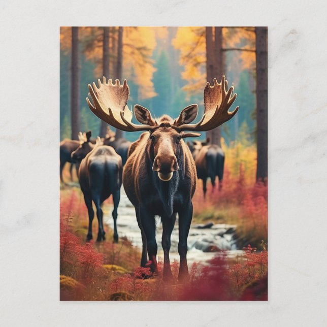 Cartão Postal *~* Nature AP49 MOOSE Forest PINES STREAM (Frente)