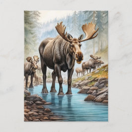 Cartão Postal *~* Nature AP49 MOOSE HERD Forest STREAM