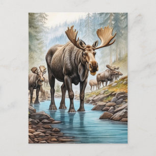Cartão Postal *~* Nature AP49 MOOSE HERD Forest STREAM