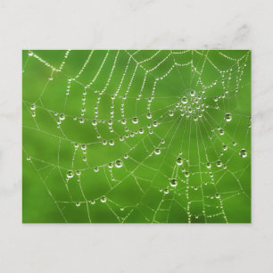 Cartão Postal Nature Dew on Spider Web