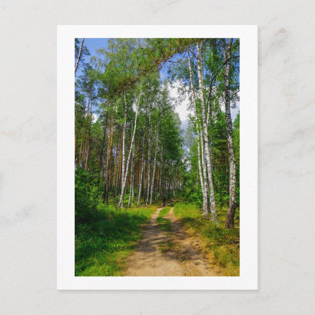 Cartão Postal Nature Landscape Forest Birch Bielorrússia (Frente)
