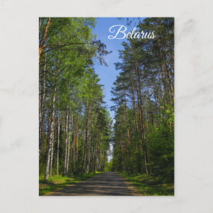 Cartão Postal Nature Landscape Forest Birch Bielorrússia