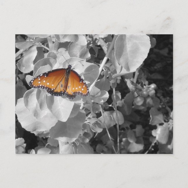 Cartão Postal Nature Orange Monarfly Butterfly Black and White (Frente)
