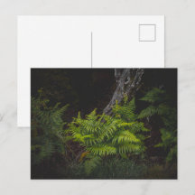 Nature temperamental com samambaias da floresta