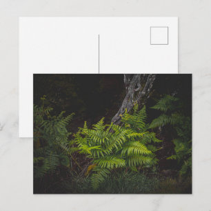 Cartão Postal Nature temperamental com samambaias da floresta