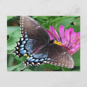 Cartão Postal Natures Angels the Butterfly Postcard