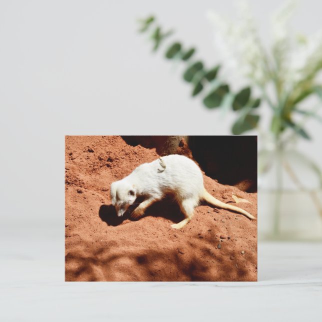 Cartão Postal Nature's Forager: White Meerkat Digging for Inseto (Em pé/Frente)