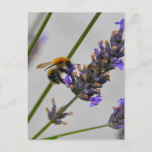 Cartão Postal Natures WonMaravilha Workers