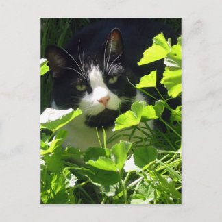 Cartão Postal Natureza