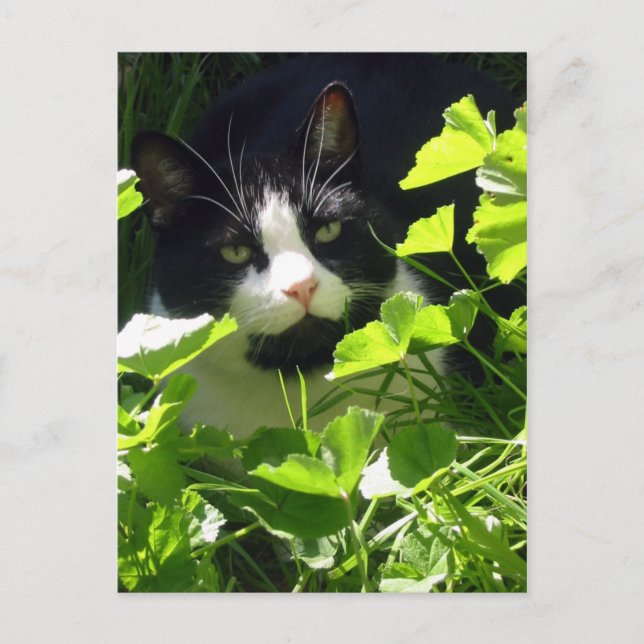 Cartão Postal Natureza (Frente)