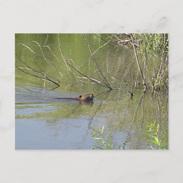 Cartão Postal Natureza 2 (Frente)