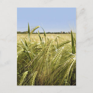 Cartão Postal Natureza Botânica do Grão de Centeio