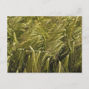 Cartão Postal Natureza Botânica do Grão de Centeio