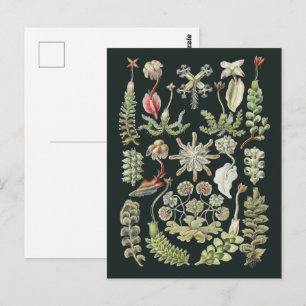 Cartão Postal Natureza Científica Arte Ernst Haeckel Hepáticas