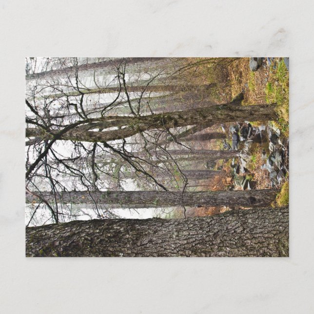 Cartão Postal Natureza cipriota Paisagem Troodos floresta marrom (Frente)