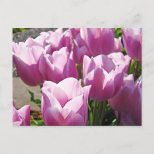 Cartão Postal Natureza Colorida Flor de Tulipa Roxa Brilhante Fl