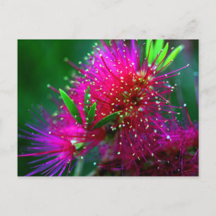 Cartão Postal Natureza Colorida Floral Rosa Quente Rosa Neon Ver