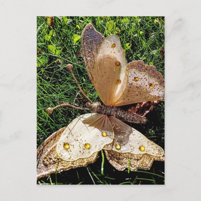 Cartão Postal Natureza da borboleta (Frente)
