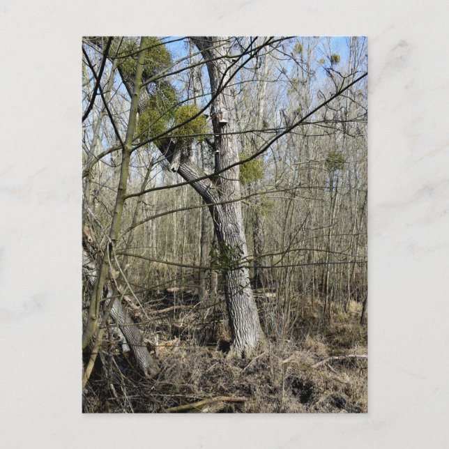 Cartão Postal Natureza das zonas rurais (Frente)