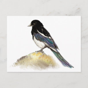Cartão Postal Natureza do Pássaro de Magpie de Aquarela