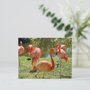 Cartão Postal Natureza Flamingo Rosa
