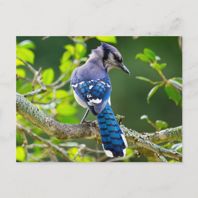 Cartão Postal Natureza Fotografia Shy Blue Jay Roupa presente (Frente)