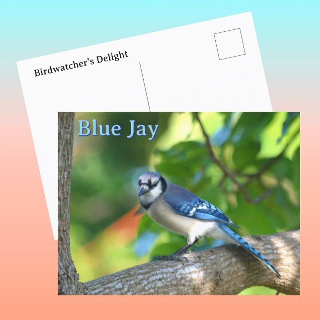 Cartão Postal Natureza Fotográfica Blue Jay Personalizável (Criador carregado)