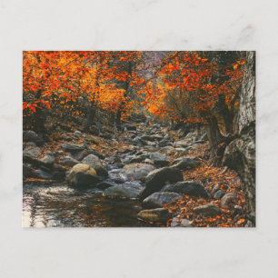 Cartão Postal Natureza Inspira Romênia, Floresta do outono