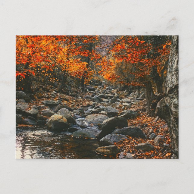 Cartão Postal Natureza Inspira Romênia, Floresta do outono (Frente)