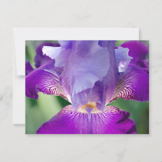 Cartão Postal Natureza Iris Brilhante / Foto Floral / Botânica