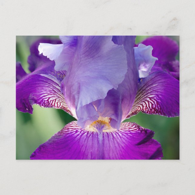 Cartão Postal Natureza Iris Brilhante / Foto Floral / Botânica (Frente)