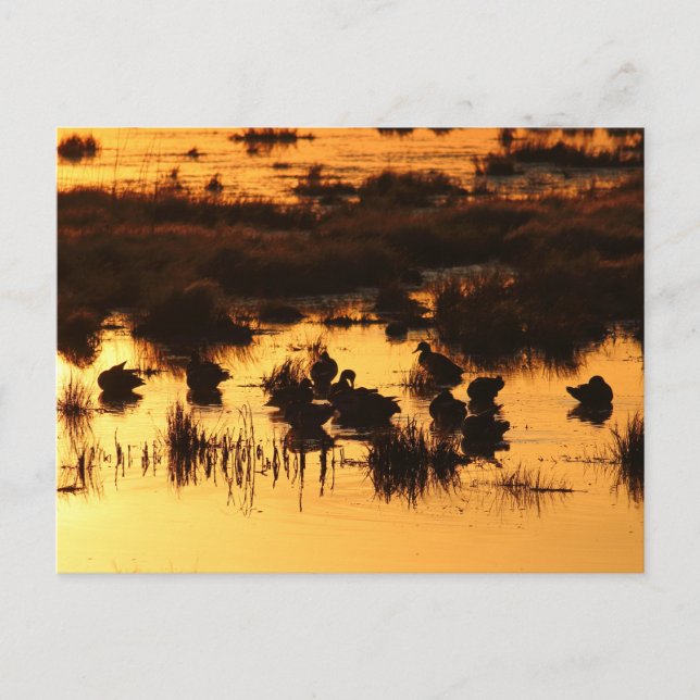 Cartão Postal Natureza - Patos no amanhecer (Frente)