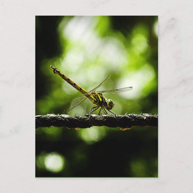 Cartão Postal Natureza - postais (Frente)