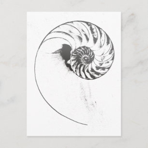 Cartão Postal Nautilus shell 1